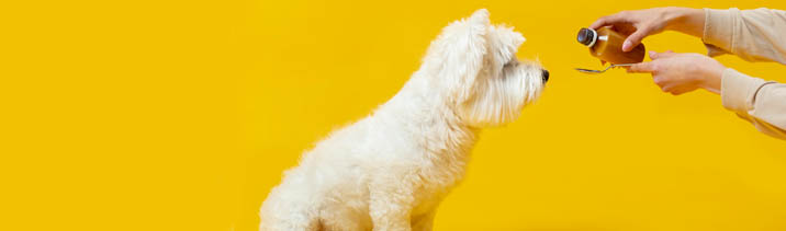 Бумажный век позади: зачем Россельхознадзор переводит ветпрепараты в цифру